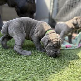 King - Gray male Cane Corso puppy in Dunnellon, Florida from High Royal Kennel