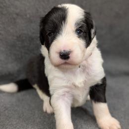 Red Collar - Black and white male Sheepadoodle puppy in Seaman, Ohio from Ohio Valley Sheepadoodles