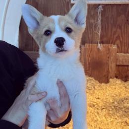 Pembroke Welsh Corgi Puppies from Gotta Chase Em All Corgis