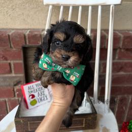 Bernedoodle, Cavalier King Charles Spaniel, Cavapoo, Goldendoodle, and Poodle Puppies from Gypsi Doodles & Poodles LLC.