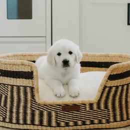 Hope - Light golden female Golden Retriever puppy in Manti, Utah from Arrowhead Kennels