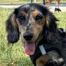 Dachshunds from Ranchin Doxies