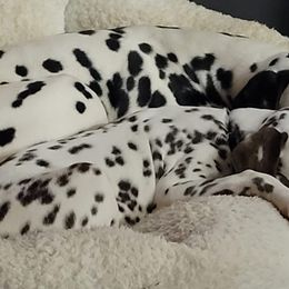 Dalmatians from C&P DALMATIANS