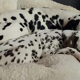 Dalmatians from C&P DALMATIANS