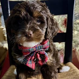 Goldendoodle puppies from RVA DOODLES, LLC
