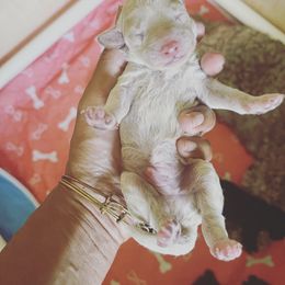 Cockapoo Puppies from Raisingcockapoos