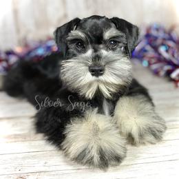 Miniature Schnauzer Puppies from Silver Sage Schnauzers