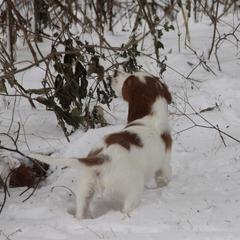 Clumber Spaniel and Irish Red and White Setter Puppies from NyaStar & Chequamegon