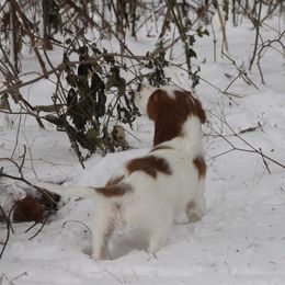 Clumber Spaniel and Irish Red and White Setter Puppies from NyaStar & Chequamegon