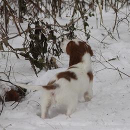 Clumber Spaniel and Irish Red and White Setter Puppies from NyaStar & Chequamegon