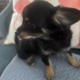 Chihuahua puppies from Blue Grass Valley Chihuahuas