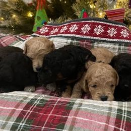 Goldendoodles from Goldendoodle