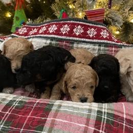 Goldendoodles from Goldendoodle