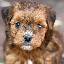 Dezeray - Red female Yorkipoo puppy in Lebanon, Kentucky from Mosaic Merle Doodles