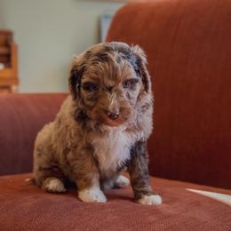 Aussiedoodle Puppies from Amos and Oak Doodles