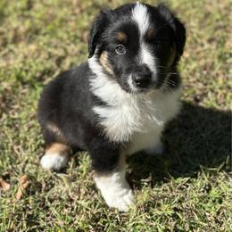 Green Collar - Black tri-color male Australian Shepherd puppy in Winston Salem, North Carolina from Serenity Acres Aussies
