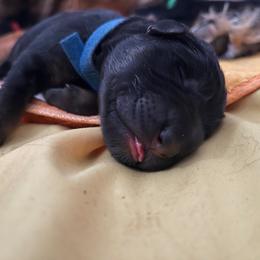 Blue Collar - Sable male German Shepherd puppy in Saint Charles, Missouri from Lowemond German Shepherds