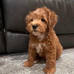 Pumpkin - Red  male Goldendoodle puppy in Mesa, Arizona from AZ River Doodles
