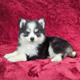 Athos - Black and white male Pomsky puppy in Spokane, Washington from Spokane Pomskies