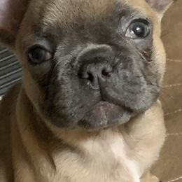 French Bulldog Puppies from Monarchy's Finest French Bulldogs