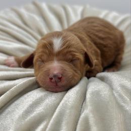 Oleander - Red  male Goldendoodle puppy in Queen Creek, Arizona from Goldendoodle AZ