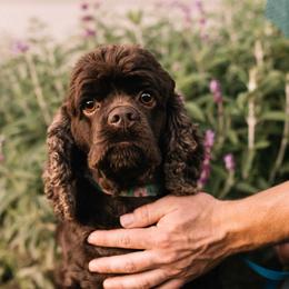 Magenta - Cocker Spaniel