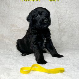Goldendoodle and Poodle Puppies from Poodles and Doodles By Grace