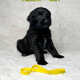 Goldendoodle and Poodle Puppies from Poodles and Doodles By Grace