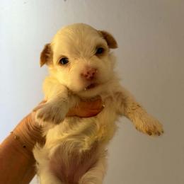 Princess - Black and tan female Yorkshire Terrier puppy in Jacksonville, Arkansas from Royal Yorkie Terrier