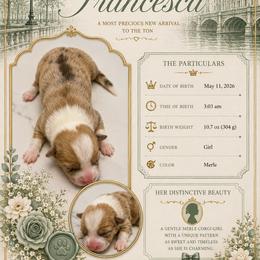 American Corgi Puppies from London Bridge Corgis
