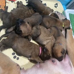 Belgian Malinois and German Shepherd Puppies from Madhouse’s Belgian Malinois and German Shepherds