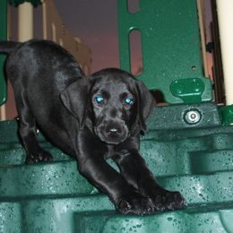 Labrador Retriever Puppies from Shadybry Labradors