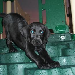 Labrador Retriever Puppies from Shadybry Labradors