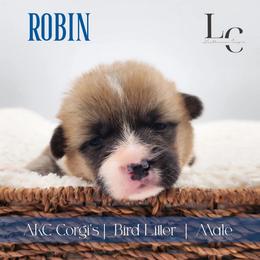 Robin - Red male Pembroke Welsh Corgi puppy in Pine Village, Indiana from NL Horsemanship