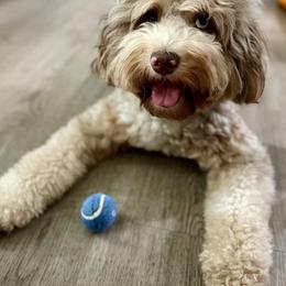 Sadie - Bernedoodle