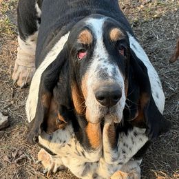Tennessee - Black brown and white female Basset Hound puppy in Red Bay, Alabama from Maple Street Bassets