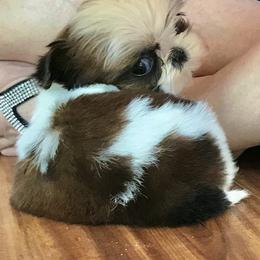 Shih Tzu Puppies from Willow Lane Shih Tzus