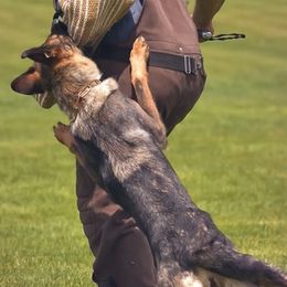 German Shepherds from Hillary Rowley-Weiss