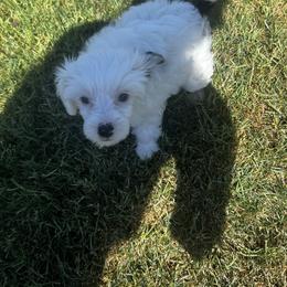 Chinese Crested Puppies from Barely Naked