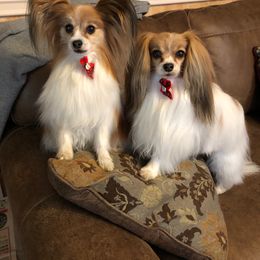 Papillon Puppies from Belladonna Papillons