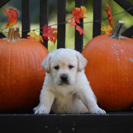 Labrador Retriever Puppies from Pure Joy Labradors