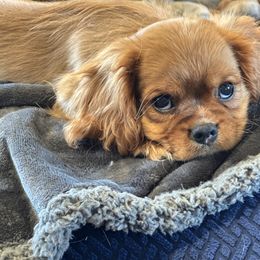 Cavalier King Charles Spaniel Puppies from FairHawk Downs