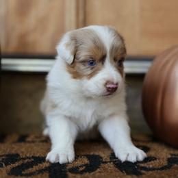 SPOOKY - Red merle male Australian Shepherd puppy in Star City, Arkansas from Blush & Lace Aussie Co.