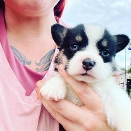 American Corgi, Cardigan Welsh Corgi, and Pembroke Welsh Corgi Puppies from Enok Corgis
