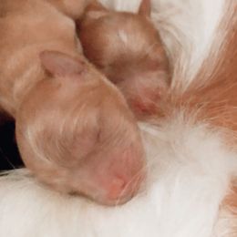 Cavachon, Cavalier King Charles Spaniel, and Cavapoo Puppies from Comfort Cavs