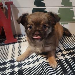 Rosa - Black sabled fawn female Chihuahua puppy in Goodman, Missouri from Jessica's Dashing Dachsunds and Chihuahuas