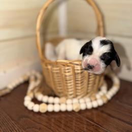 Rain - Black and white female English Springer Spaniel puppy in Cottageville, West Virginia from Mountain Top Springers