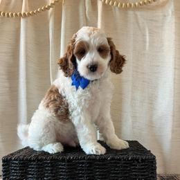 Sea - Blue Collar Male - Parti male Goldendoodle puppy in Bradenton, Florida from Suncoast Goldendoodles