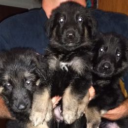 German Shepherds from Alta Acres