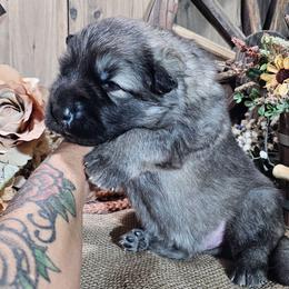 Beacon - Black and silver male German Shepherd puppy in Sequim, Washington from German Shepherd Haus
